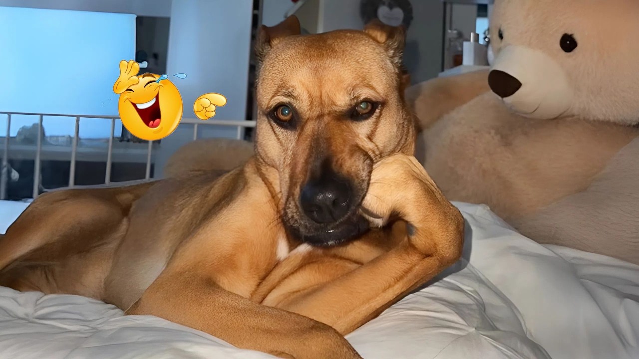 I Asked for a Dog… But Got a Full-Time Comedian Instead 😂🐶 Funniest Dog Moments Ever