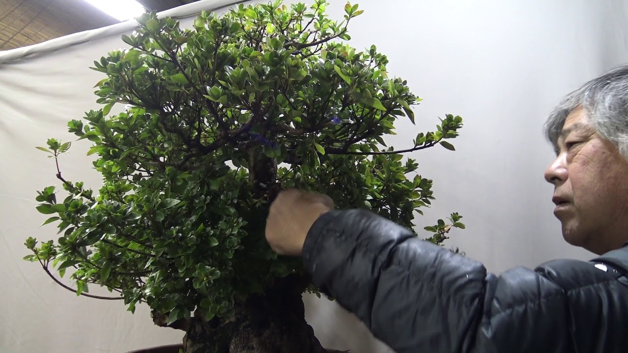 Very big bonsai named SHIRYU NO MAI.紫龍の舞.PART 1. Cut