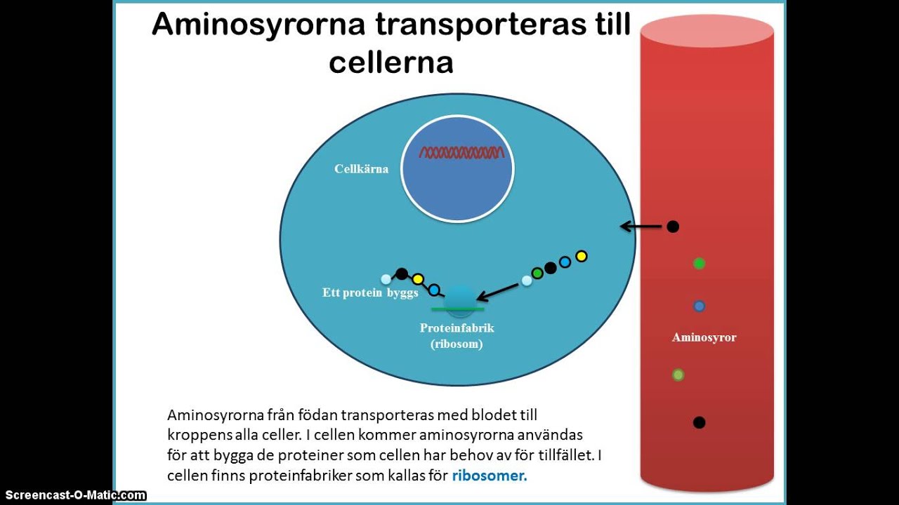 Proteinsyntesen - Från gen till protein