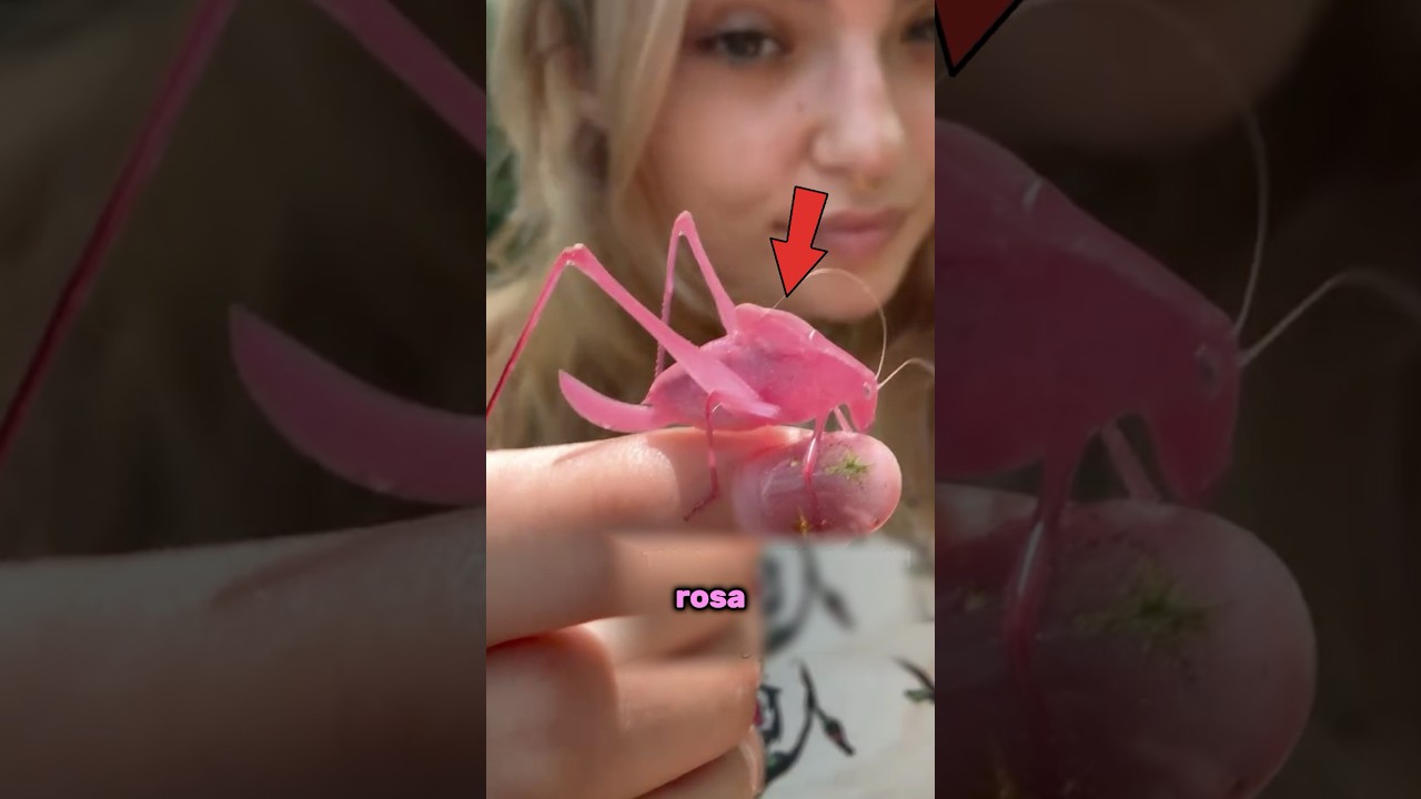 Esto es lo peor que le puede pasar a un saltamontes