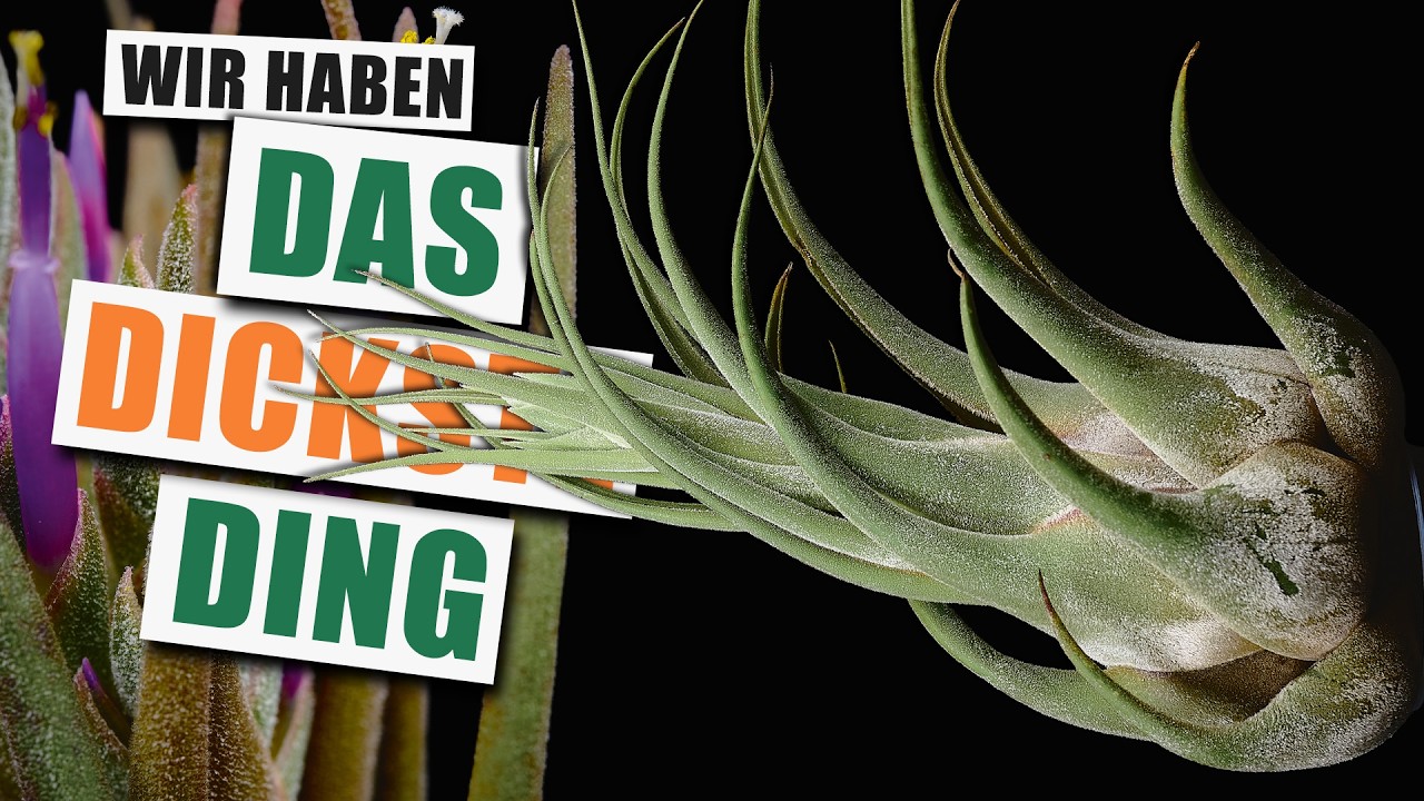 Tillandsia seleriana - Die meiste Tillandsie der Welt | Pflanzen-Portrait