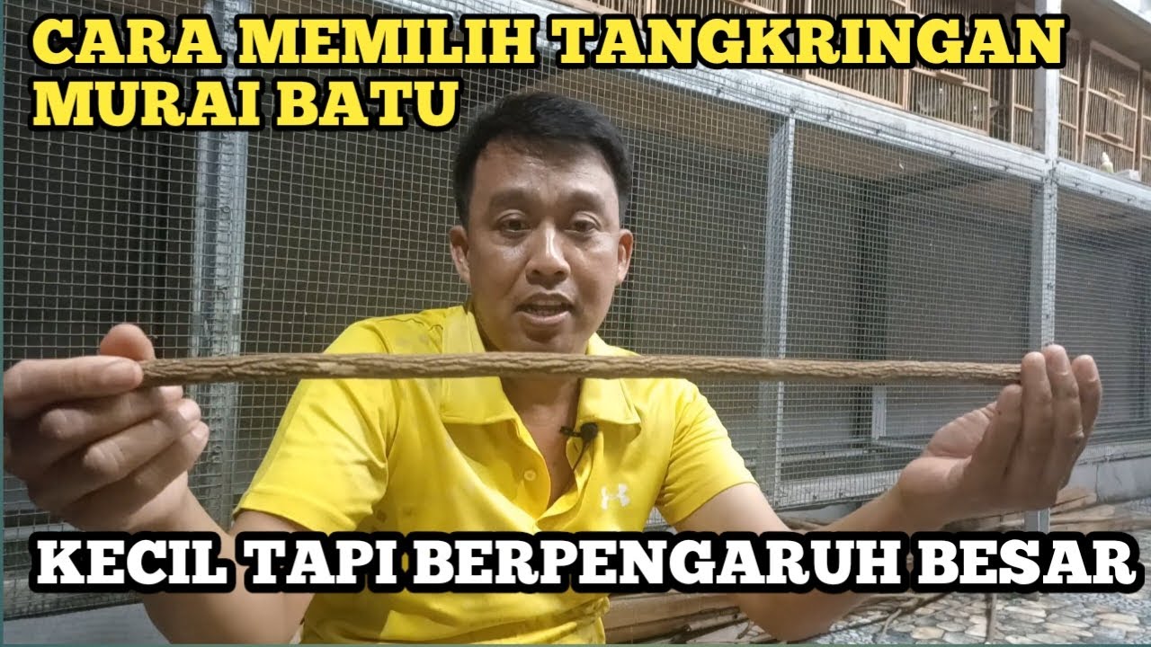 CARA MEMILIH TANGKRINGAN MURAI BATU