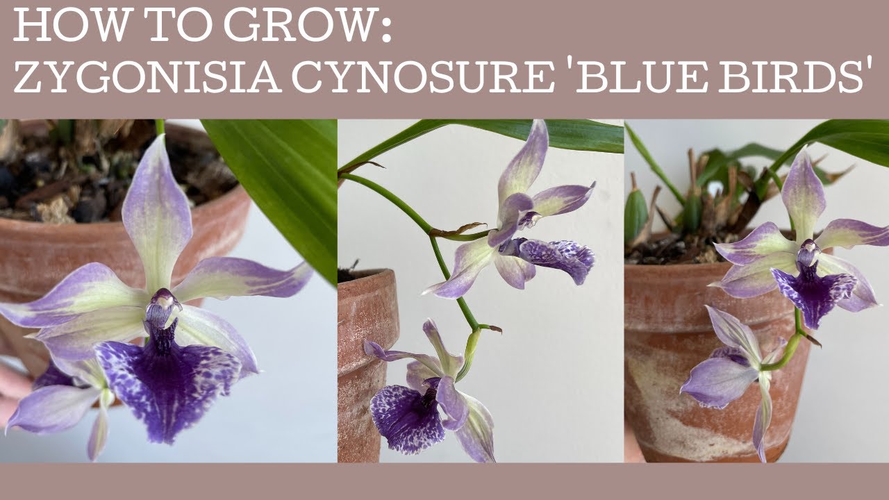 Как вырастить потрясающую орхидею Zygonisia Cynosure ‘Blue Birds’! (Она не синяя!!)