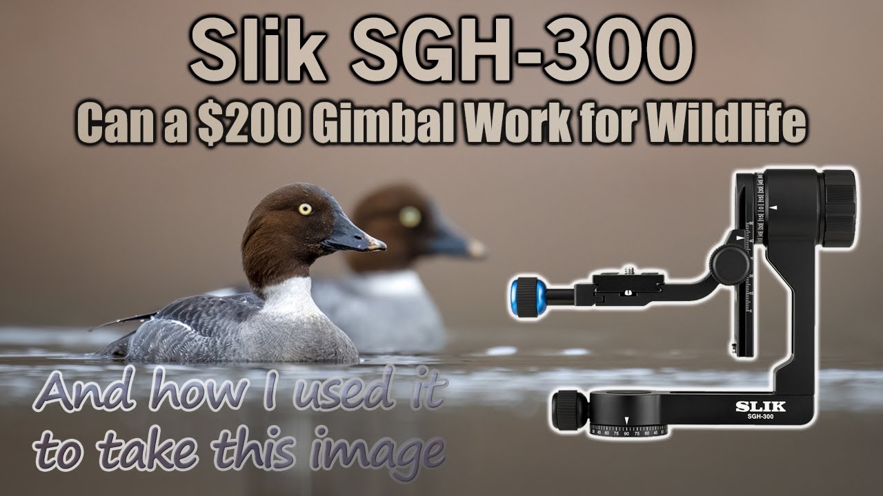 $200 Slik Gimbal for Wildllife?  No... but YES!