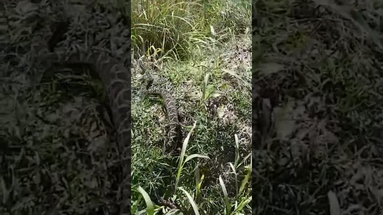 La yarar&aacute; grande; es una serpiente venenosa com&uacute;n en la regi&oacute;n.