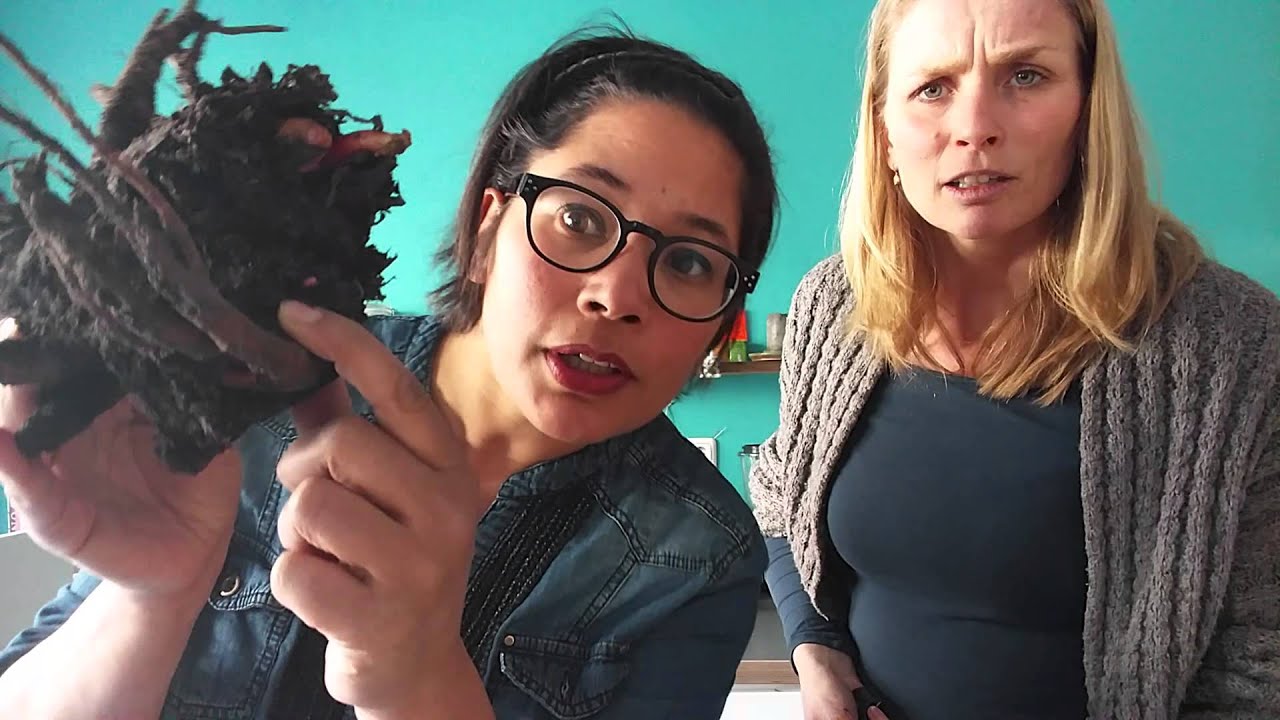 Zelf Rababer Kweken met Meriam Beek, deel 3: het scheuren en planten van rabarber