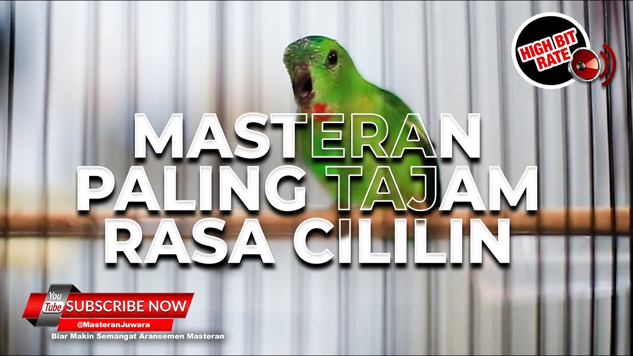 🔴Raja Serindit Gacor Nembak Cililin❗️Pancingan Pikat Serindit Paling Ampuh