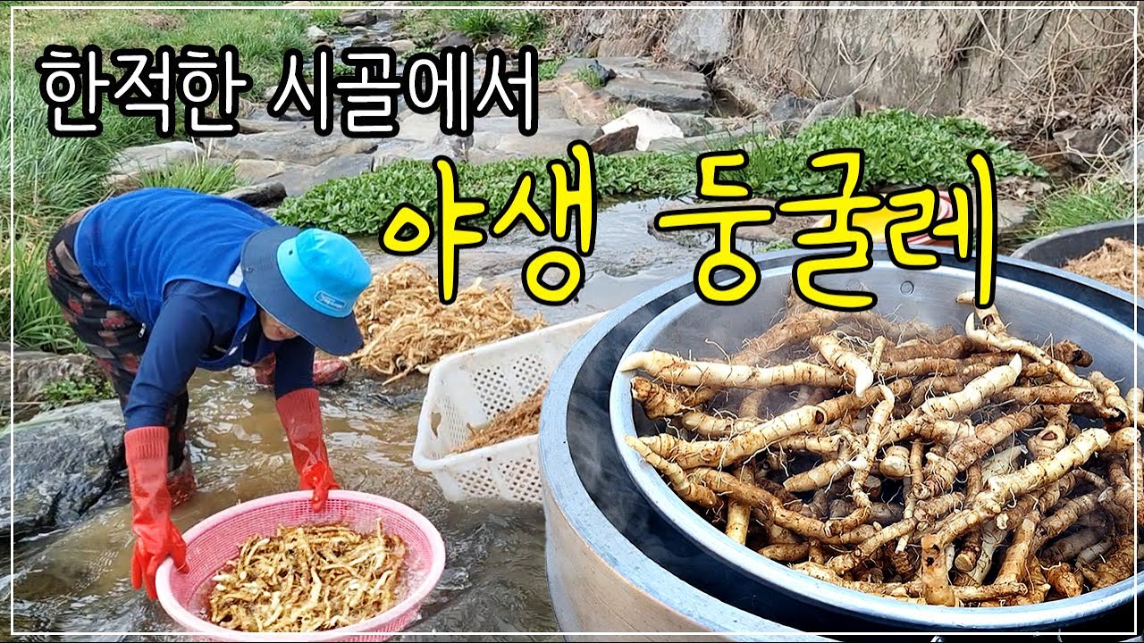 한적한 시골집에서 자연산 둥굴레차 만들기, 둥글레 재배, 둥글레차 효능 / 시골생활 브이로그  /시골 반찬만들기, 시골집, 시골밥상, 힐링 ASMR