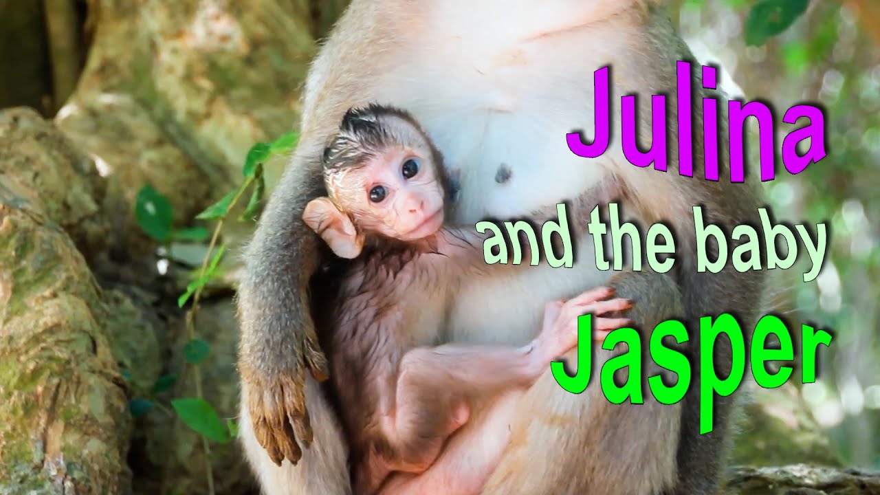 Mom Julina and baby Jasper 2- The baby monkey verse