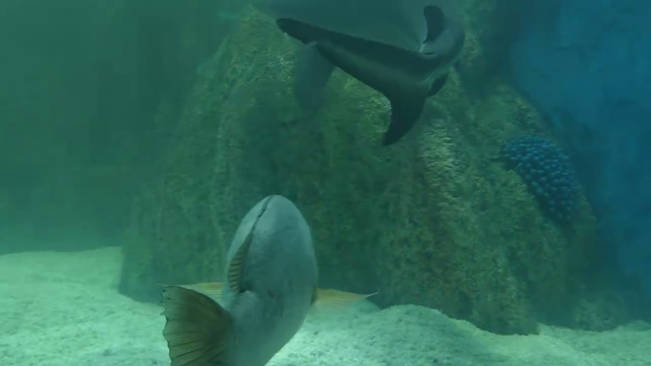 বাংলাদেশের সবচেয়ে বড় অ্যাকুরিয়াম। Largest aquarium in Bangladesh.