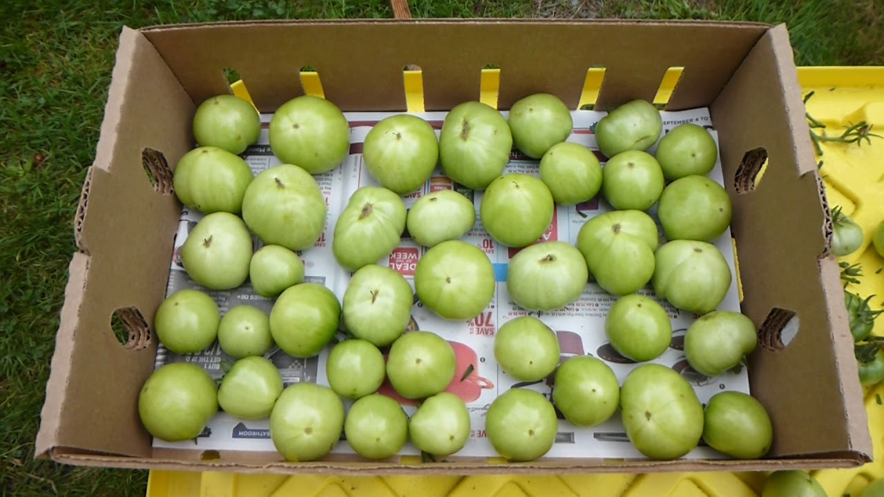 How to Store Unripened Tomatoes to Ripen them?