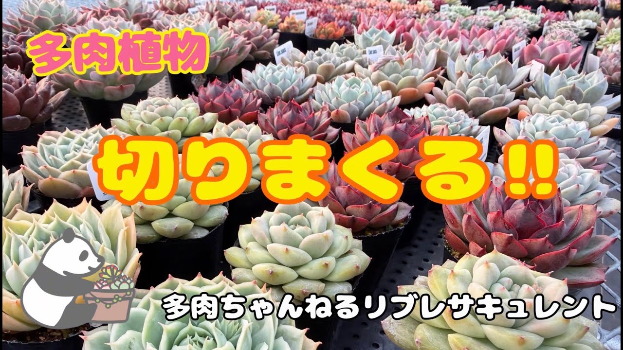 【多肉植物】切りまくる‼︎