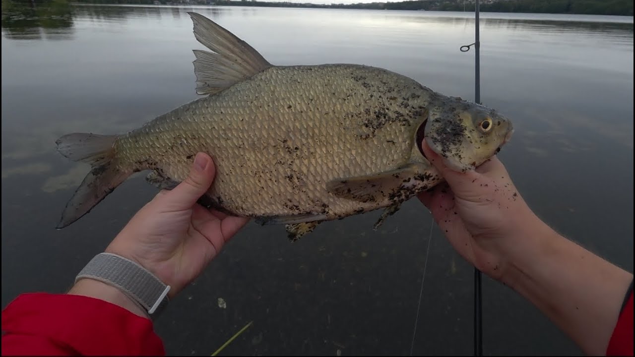 Осінні судаки та окуні 🎣🍂 | І ще неочікуваний трофей на GAMAKATSU LUXXE YOIHIME SOU S63UL-SOLID 🐟🏆