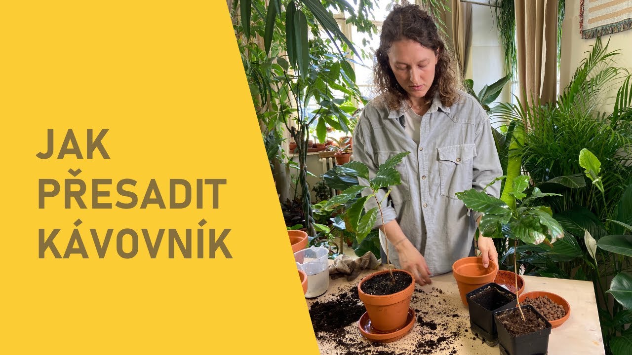 Jak přesadit kávovník