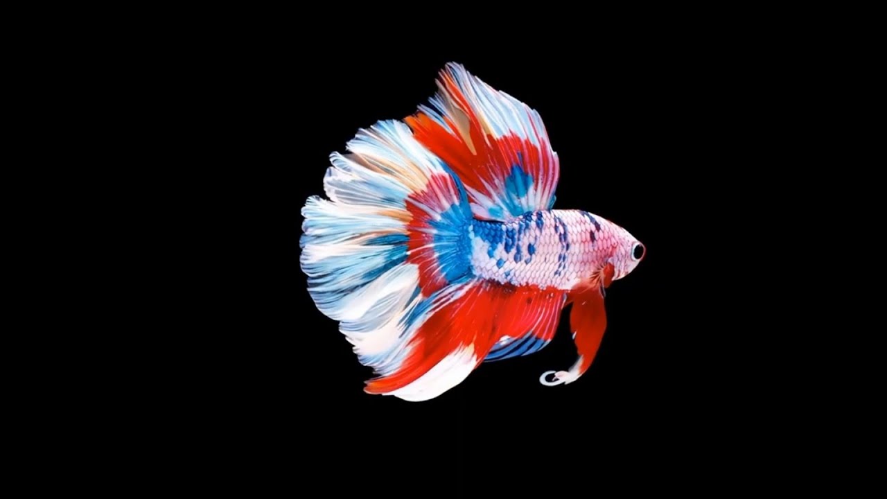 Free Background Music Compilation | Stunning HD Betta Fish Aquarium Video