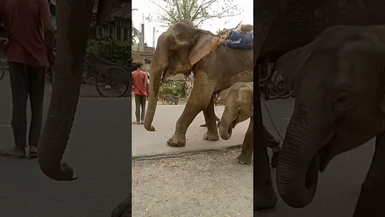 Haathi mere Saathi
