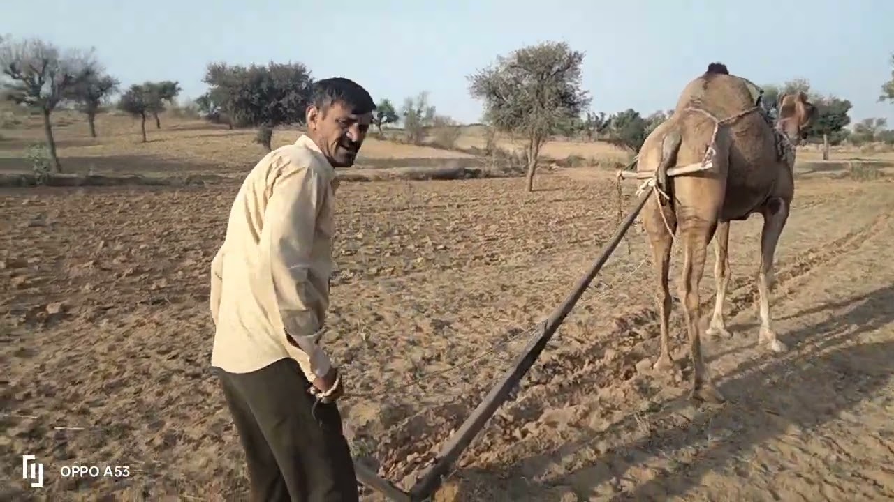 ऊंट