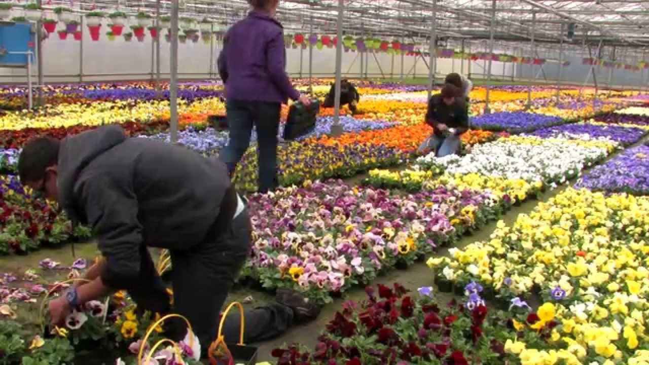 La Belle Grange, pensées en mottes pressées