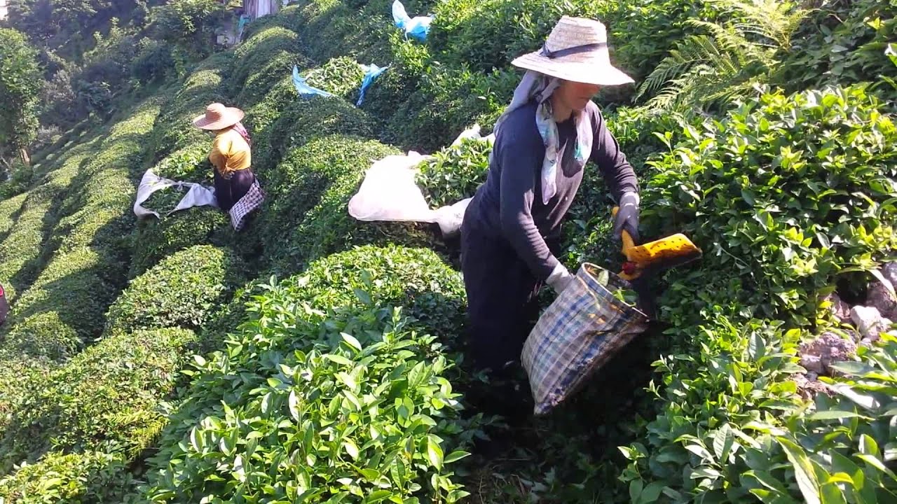 Turkish tea - Th&eacute; turc - How does the picking work?