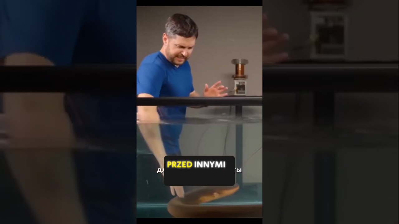 Ciekawe węgorz elektryczny #polska #ciekawostka #ciekawość #ciekawostki