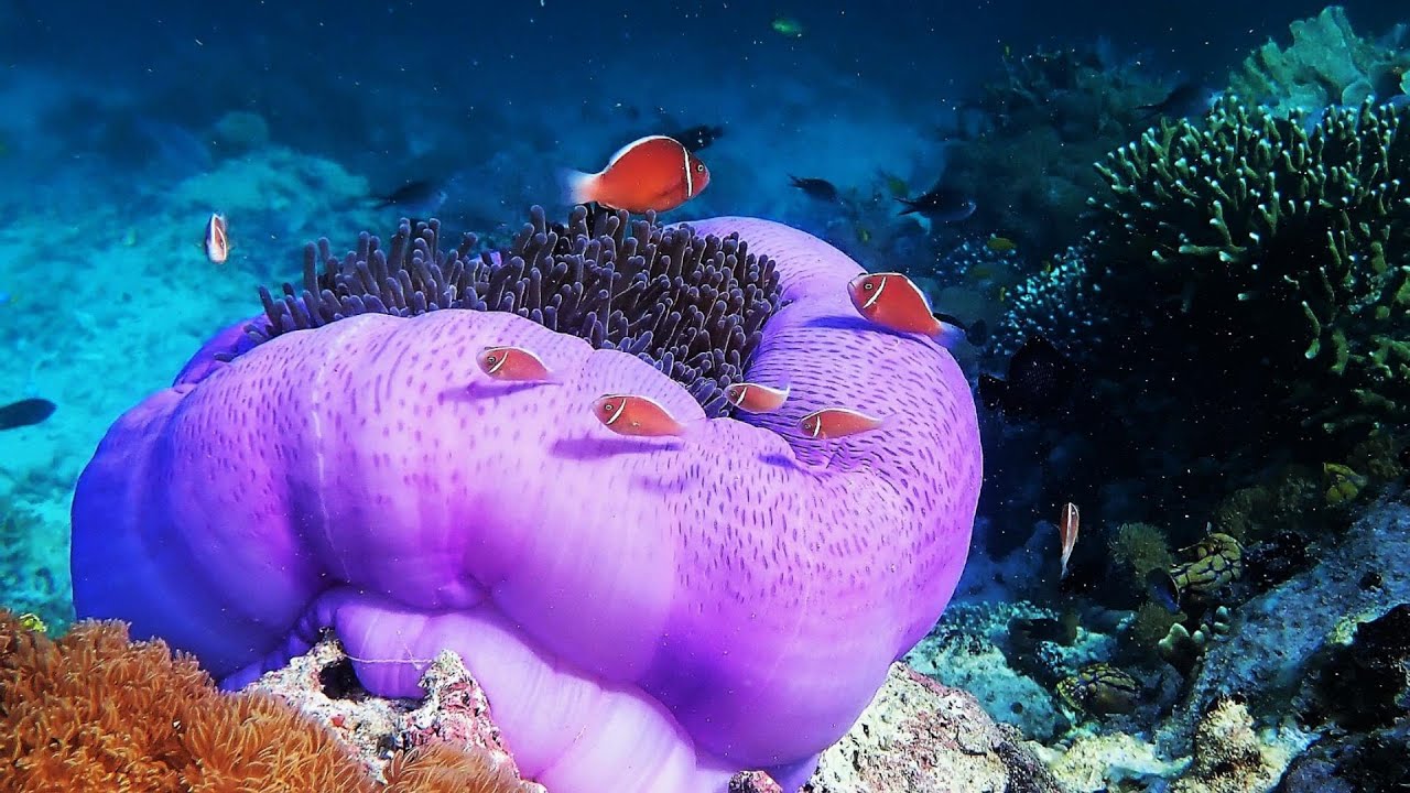 Snorkeling from Mandarin to Methos homestays, with Tapor Aikos, Gam, Raja Ampat, Indonesia 2023
