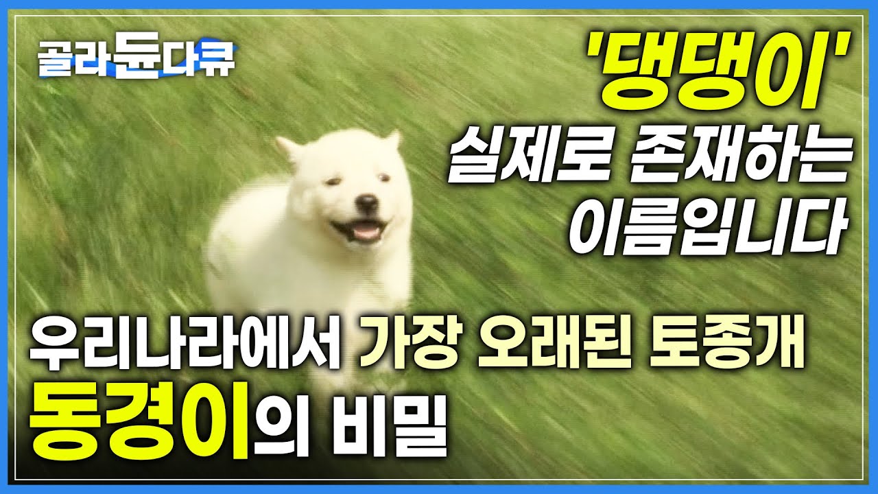 '너의 이름은 댕댕이' 실제로 존재하는 이름입니다🐕 우리나라에서 가장 오래된 전설의 토종개 동경이ㅣ신라시대부터 키워 온 꼬리없는 개의 비밀ㅣ #골라듄다큐