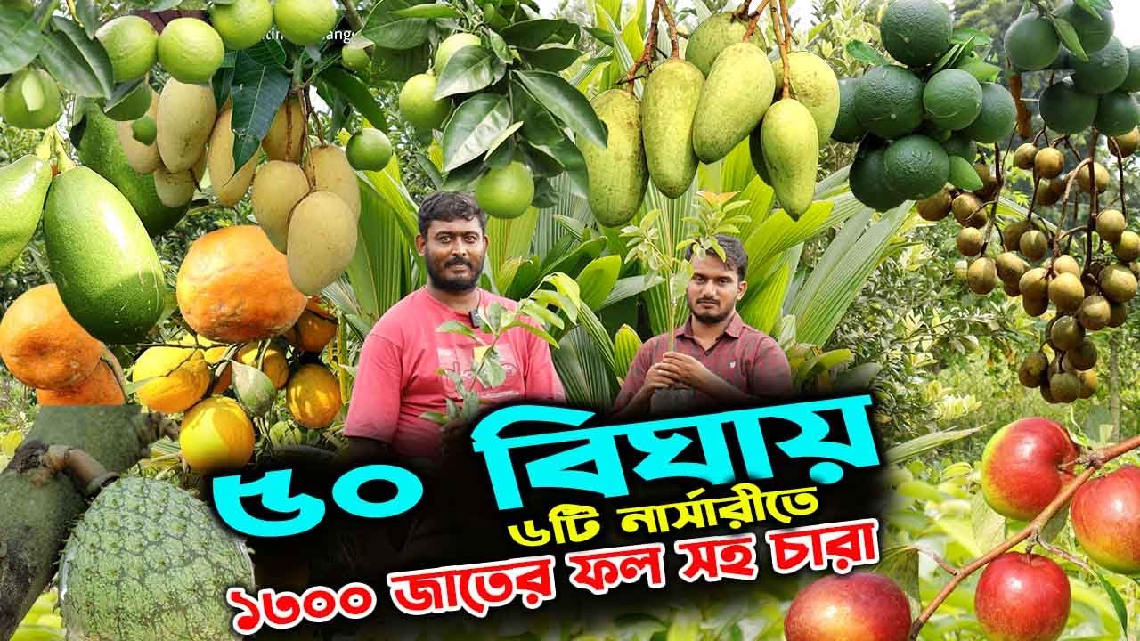 ৫০ বিঘার নার্সারীতে ১৩০০ প্রজাতির ফল সহ গাছের চারা | উদ্যোক্তার খোঁজে