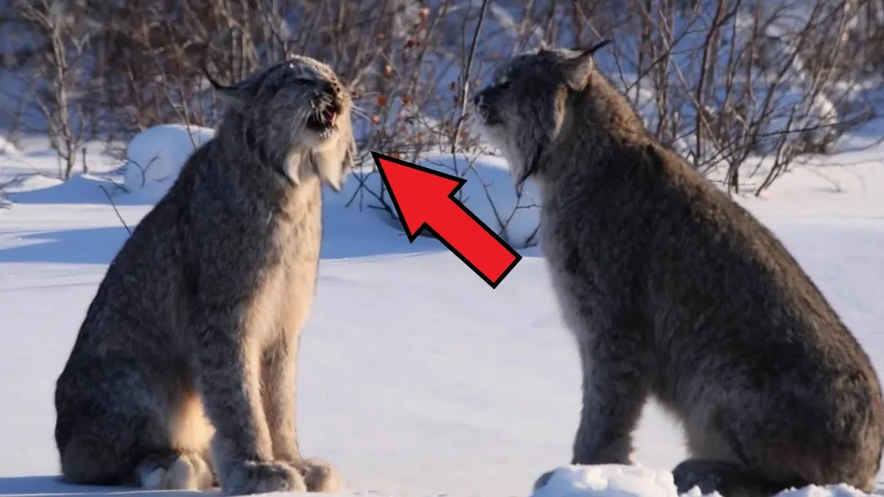 When two LYNXES met by chance. That's how their meeting ended!
