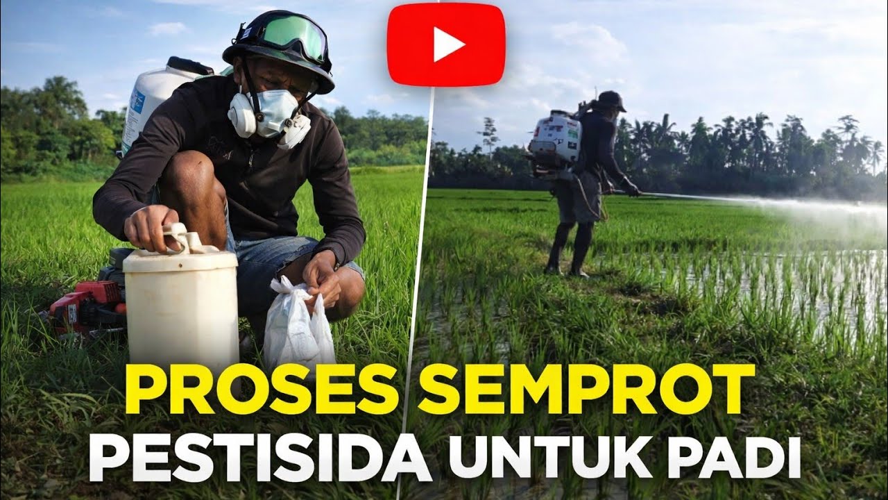Proses semprot pestisida untuk padi. 