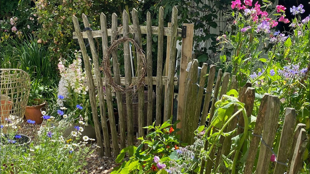 Sowing my sweet peas , pottering in my cottage Cornish garden 🌱