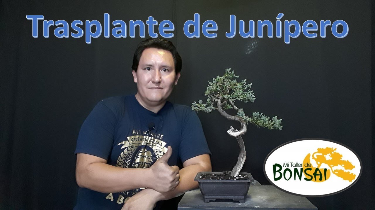 Trasplante de un junípero prostráta.