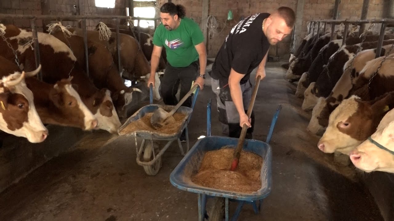 BUJKU- Ferma e gjedheve produktiv te qumshtit dhe per majmeri viçash ne Sllatine te Vushtrrise