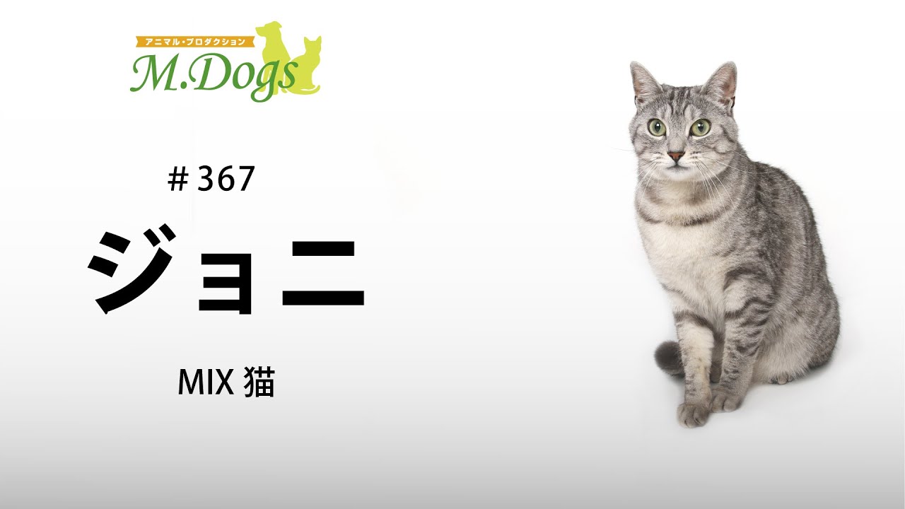 ペットモデル #367 MIX猫「ジョニ」