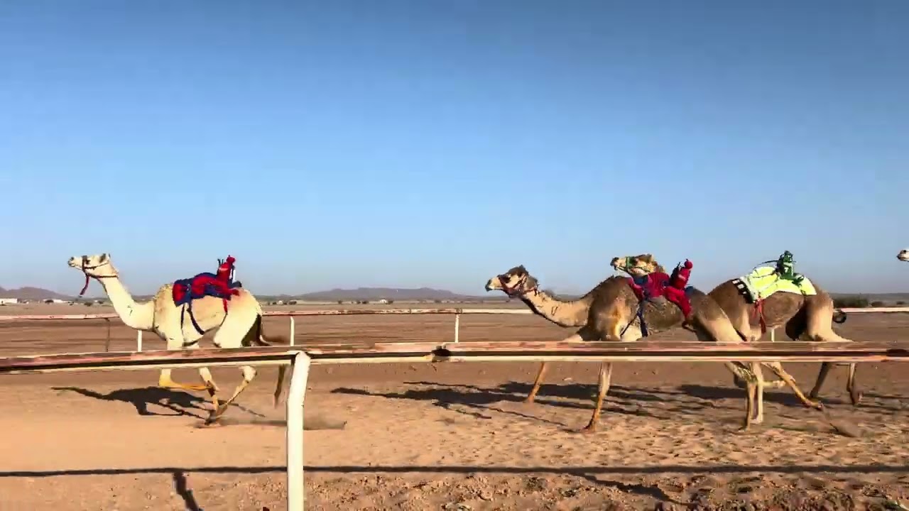 الشوط الثالث مفاريد بكار / الظبيه - خليفه راشد الشبلي 