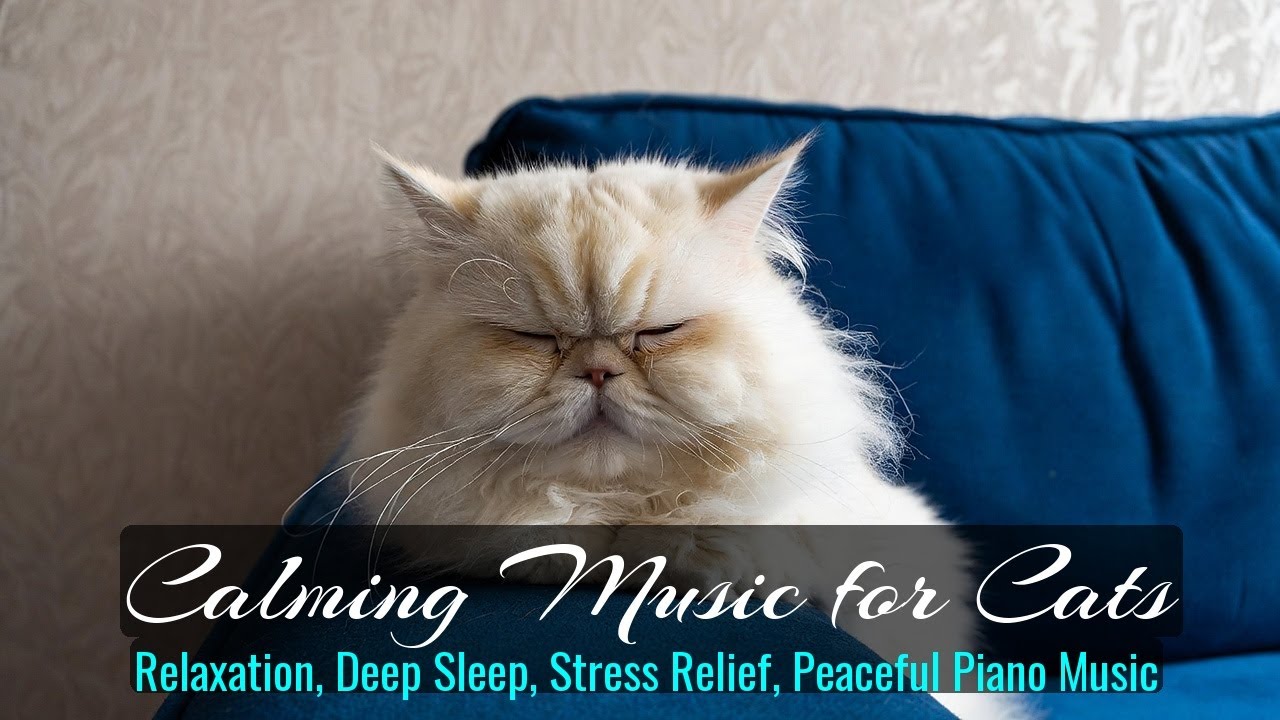 Calming Music for Cats - Relaxation, Deep Sleep, Stress Relief, Peaceful Piano Music | Season 31