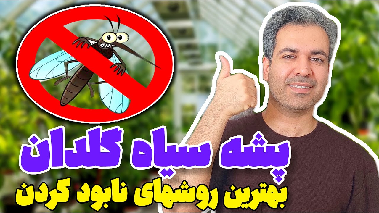 پشه سیاه گلدان - راهکار پیشگیری و درمان