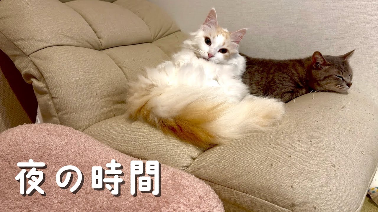 夜のソファー｜くつろぐ2匹の8分