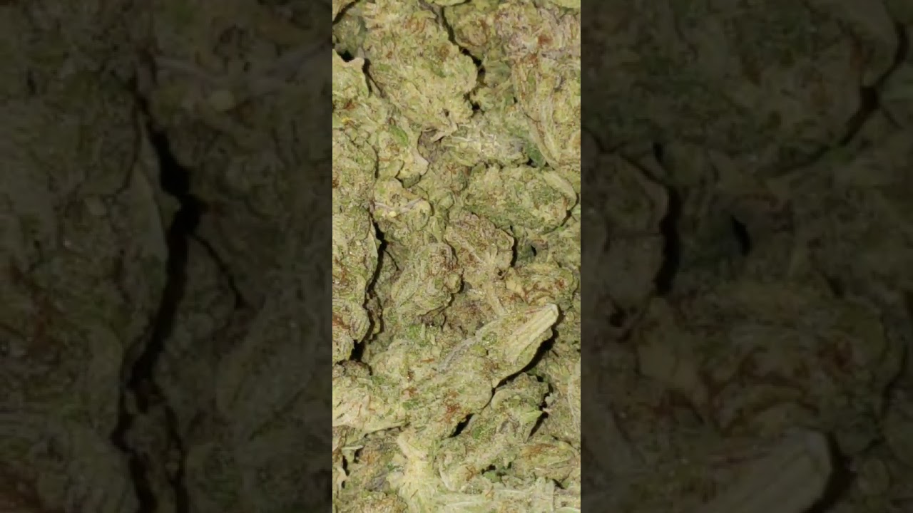 Berry White marijuana strain