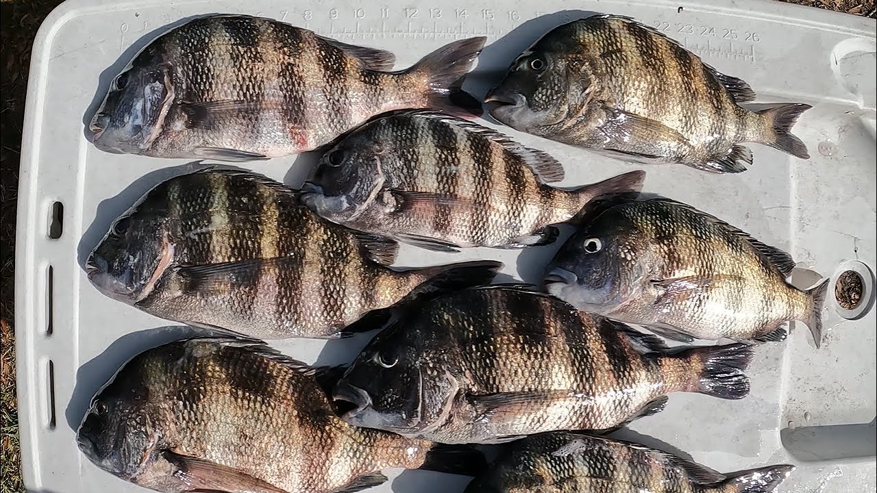 This Bait Always Gets Them! Bag Limit of BIG Sheepshead!