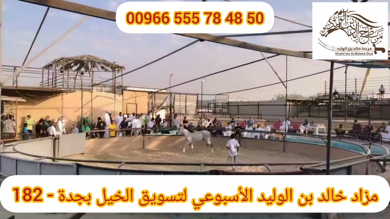 ‏‏اكبر و اقدم مزاد اسبوعي لتسويق الخيل (182) The largest and oldest weekly horse marketing auction‏