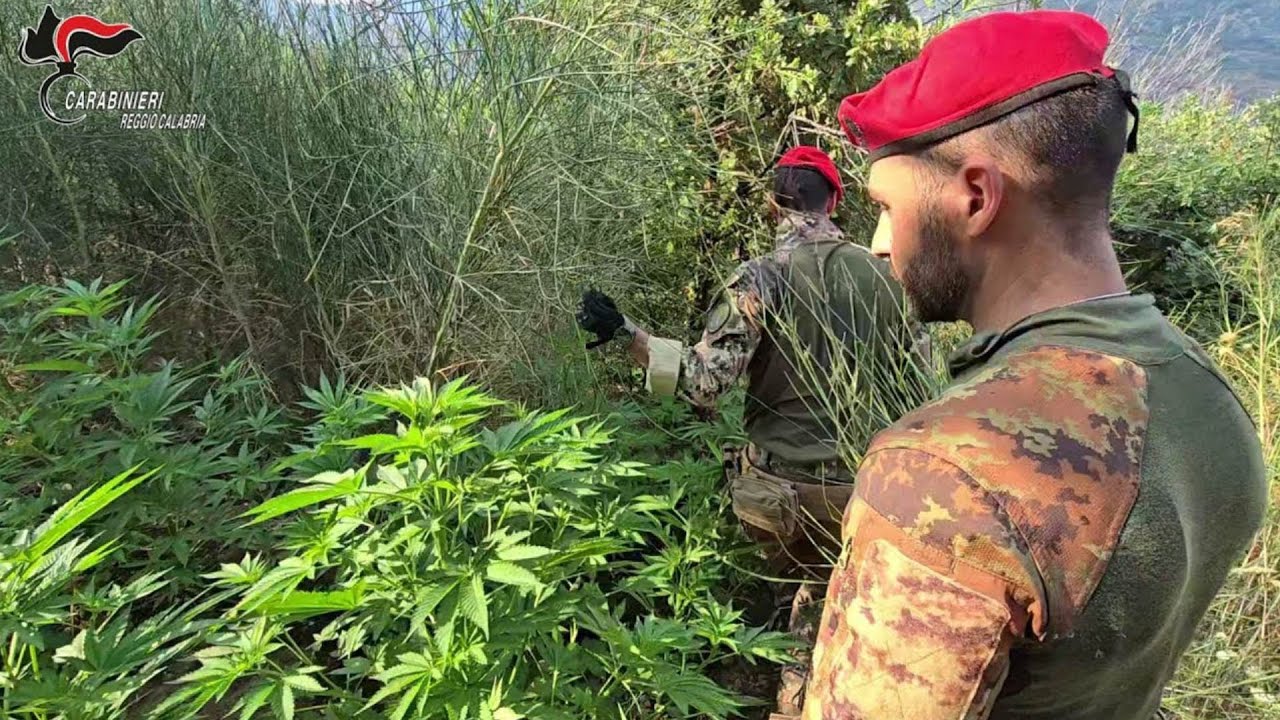 Scoperta una piantagione di canapa nel Reggino, tre denunciati
