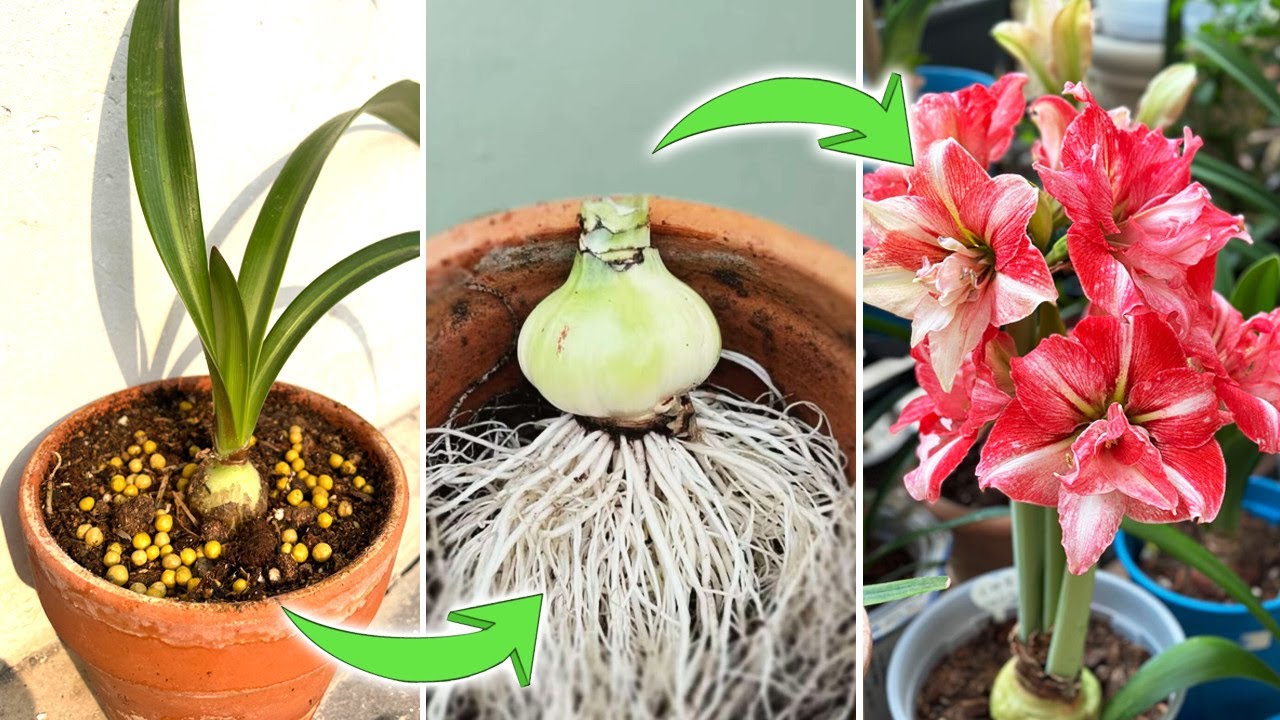 How to Care and Fertilize Amaryllis for Spring Blooms | Amaryllis Spring Care (Turn on CC)