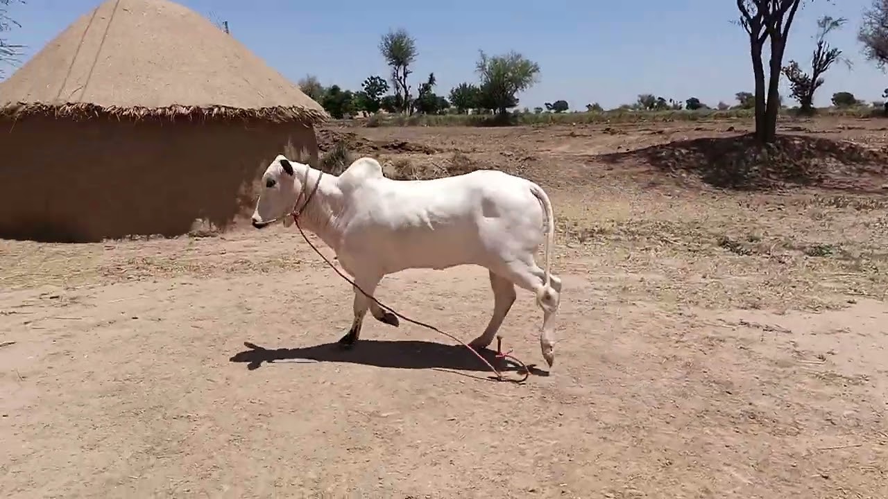 MashAllah Dand Nika Kamrii Baz #bullrace #bullracepakistan#domailmandi#domailbulls #fatehjangibulls