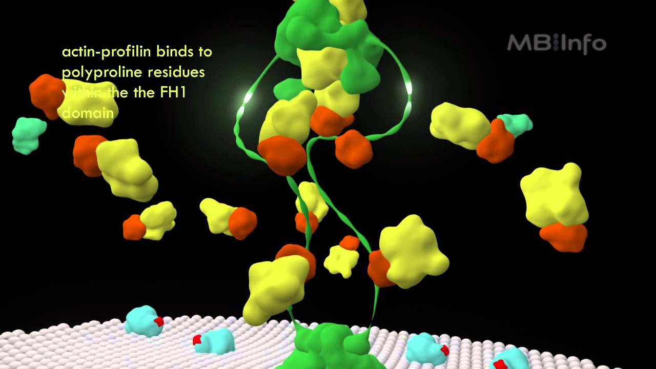 Formin mediated actin nucleation and filament assembly