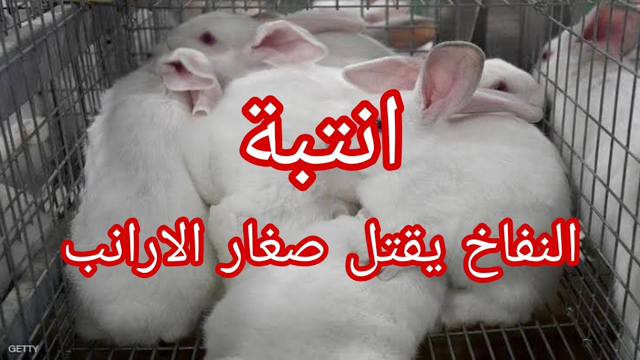 علاج انتفاخ الارانب