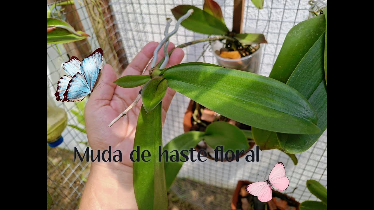 Muda de haste floral