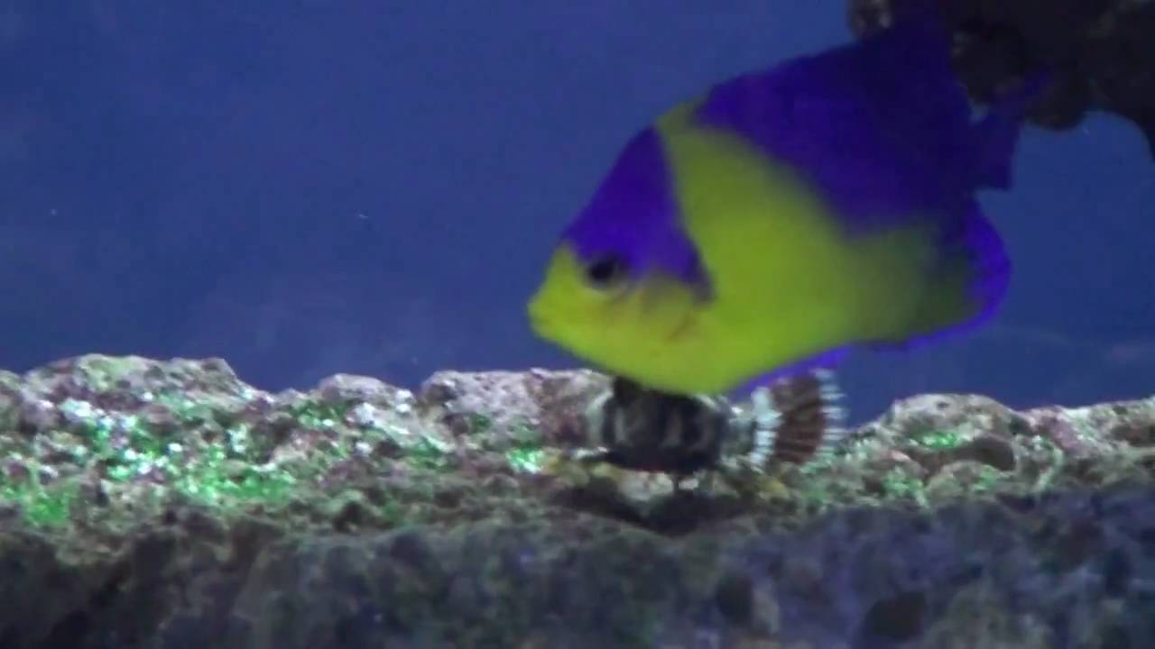 Marine Angelfish Tank 2010