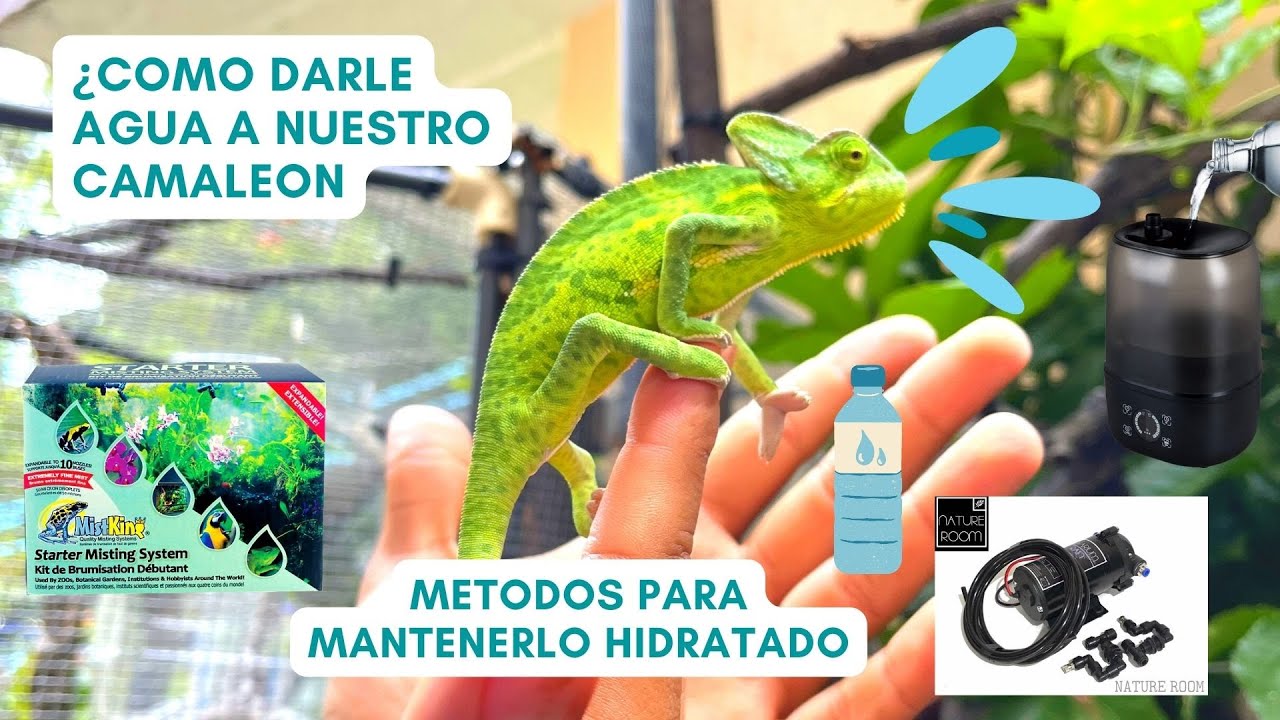 Como darle agua a un Camaleón, métodos de hidratación