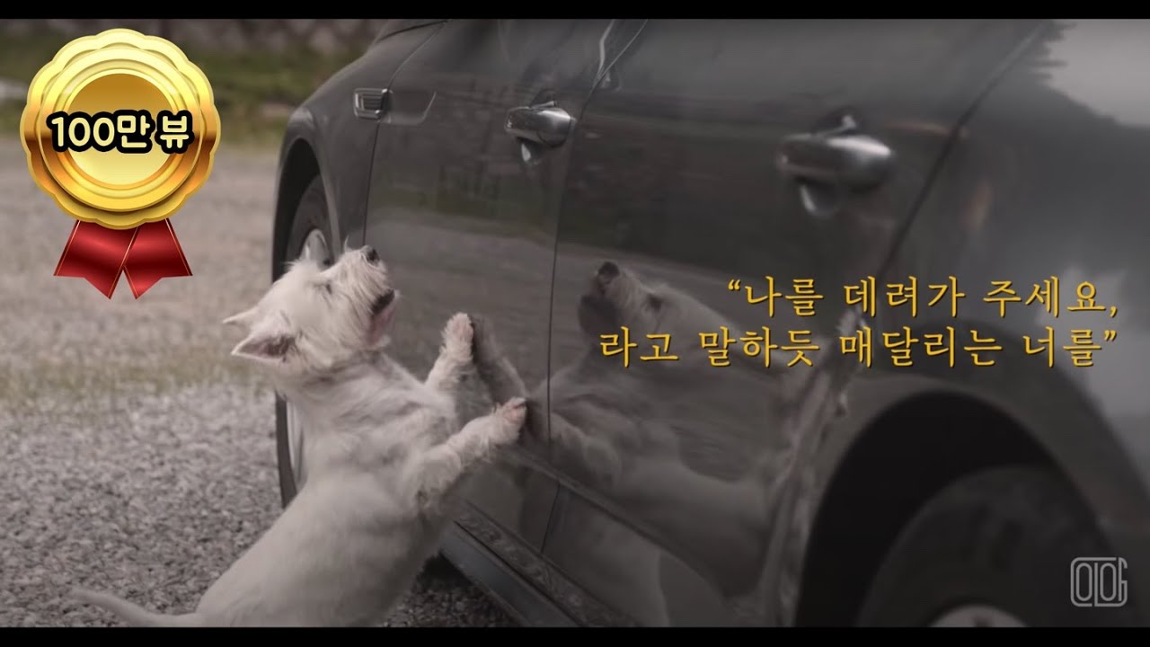 길을 걷는데 자꾸 따라오고 차에 매달리던 유기견 알고보니...[펫드라마] - 순둥이 편