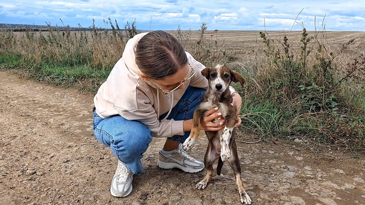 Poor Puppy Chases Cars After Being Abandoned… Until Someone Stopped